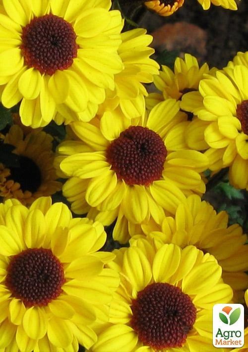 Хризантема кущова "Tedcha"