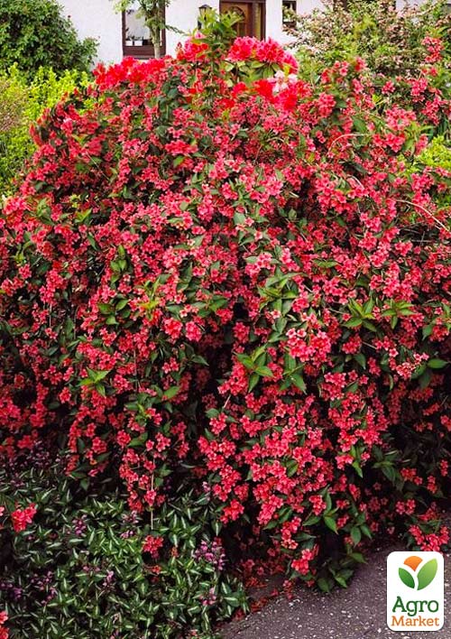 Вейгела "Бристоль руби" (Bristol Ruby)