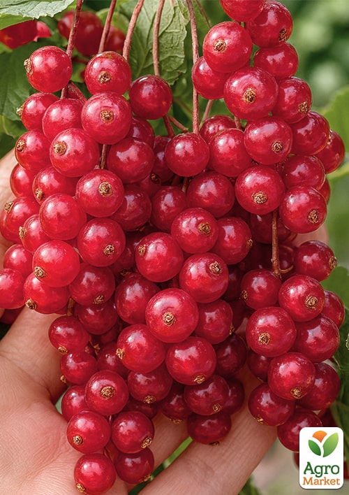 Смородина красная "Чародейка" (поздний срок созревания)