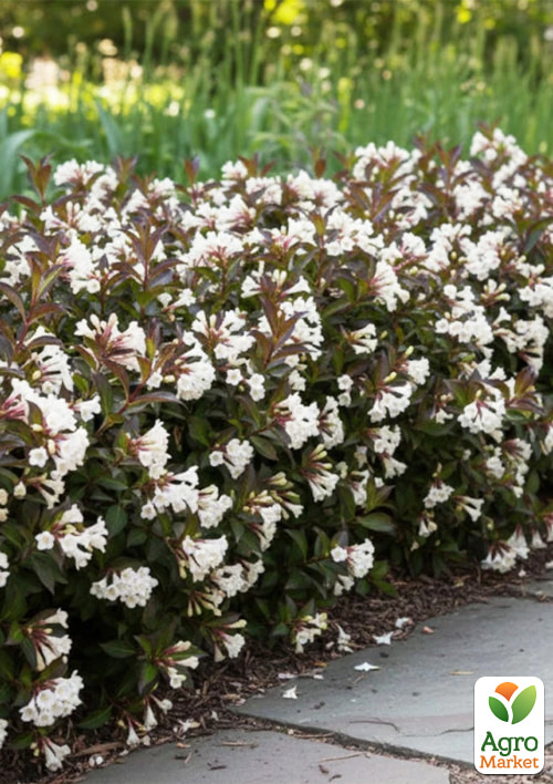 Вейгела "Black and White" (Weigela Florida)¶