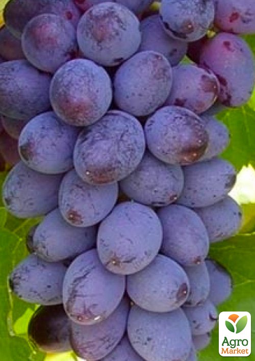 Виноград "Юпитер" (кишмиш, ранний срок созревания, морозостойкость до -27⁰С)
