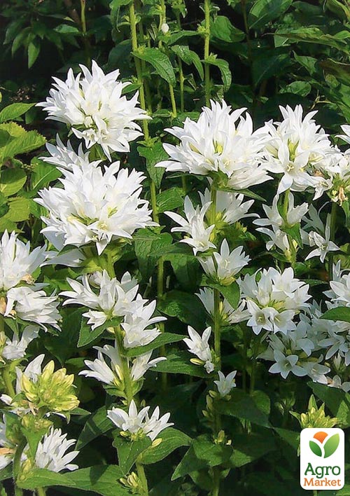 Дзвіночок скучений "Bellefleur White" (морозостійкий, рясно квітучий багаторічник) - фото 2