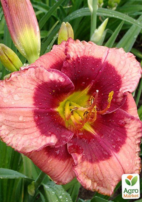 Лілійник "Dan Mahony" 1шт в упаковці - фото 4