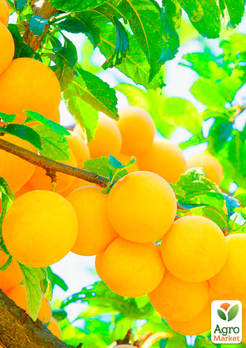 Слива "Ренклод Белый" (летний сорт, ранний срок созревания) - фото 4