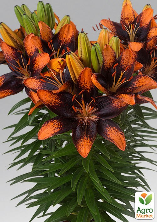 Лілія Горщикова "Trendy Las Palmas" - фото 2