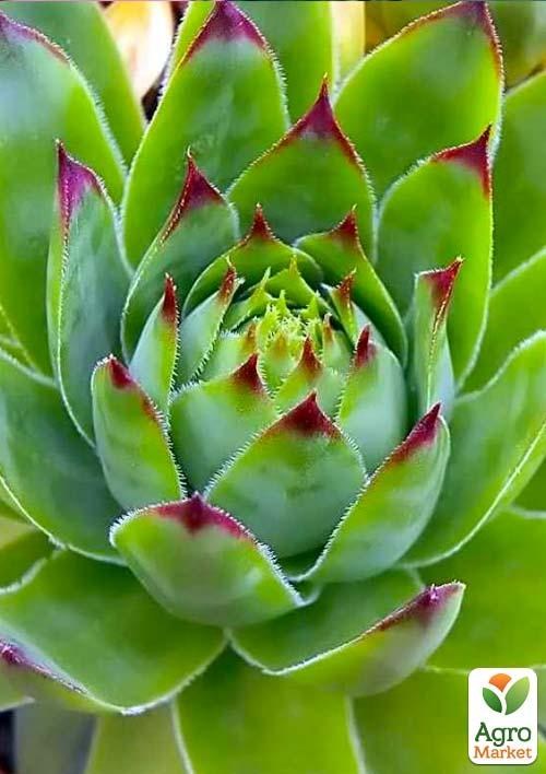 Молодило шарообразное "Sunset" - фото 3