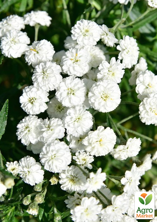 Тысячелистник "Жемчужница" (засухоустойчивый садовый многолетник)