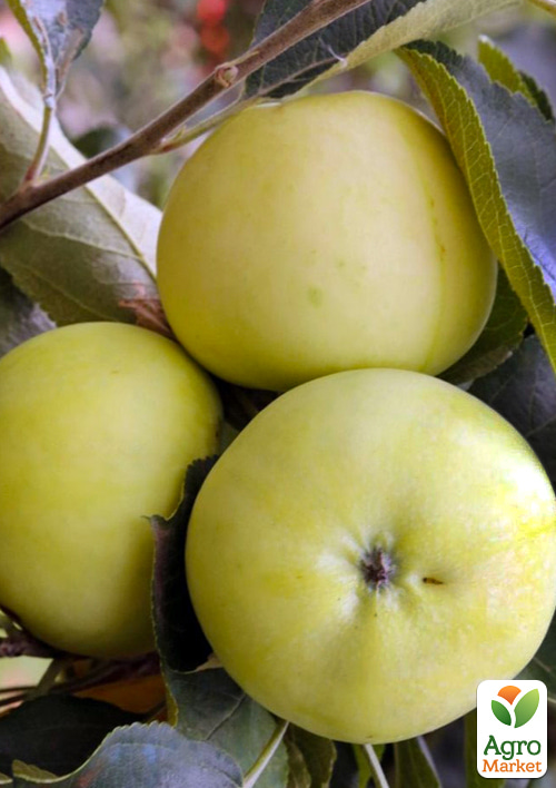 Яблоня "Папировка" (летний сорт, ранний срок созревания)