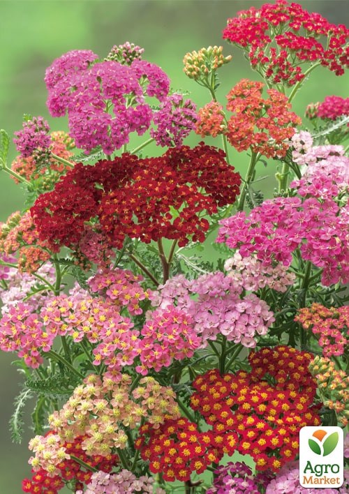 Тысячелистник "Вальс цветов" ТМ "Vesna Exclusive" 0,1г - фото 2