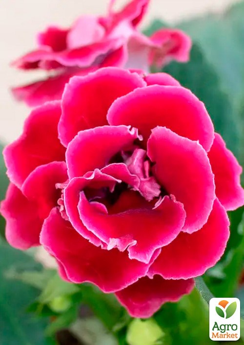 Глоксиния "Брокад F1" красная ТМ "Профессиональные семена" 100шт