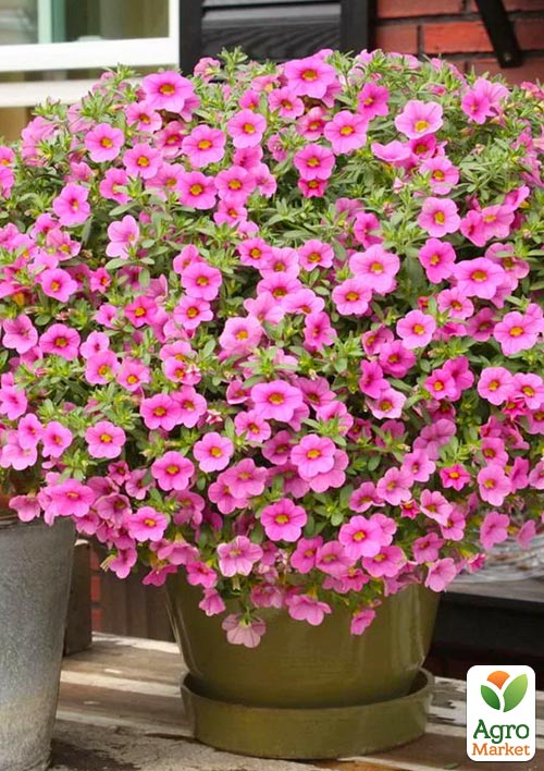 Калібрахоа Calipetite "Rose"
