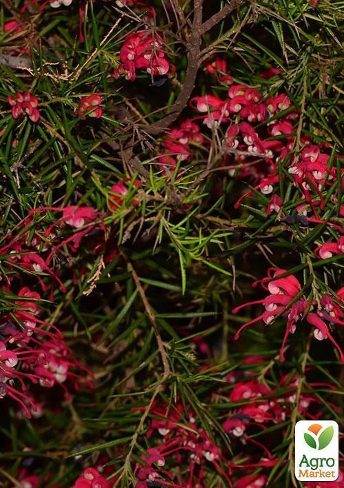 Гревиллея "Бенкс Форстер" ТМ "Vesna Exclusive" 2шт - фото 7