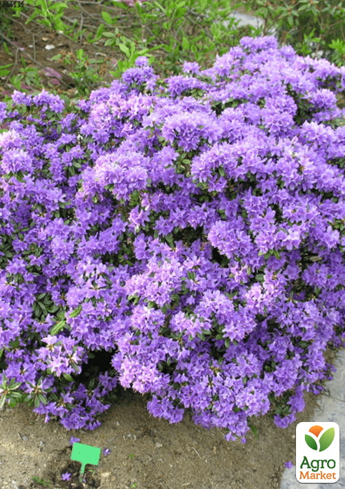 LMTD Рододендрон цветущий 2-х летний "Gristede" (высота 20см) - фото 6