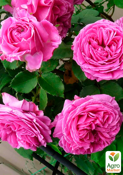 Роза в контейнере плетистая "Pink Mushimara" (саженец класса АА+)