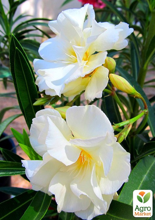 Олеандр махровый 2-х летний "Oasis" (высота 40-60см) - фото 4