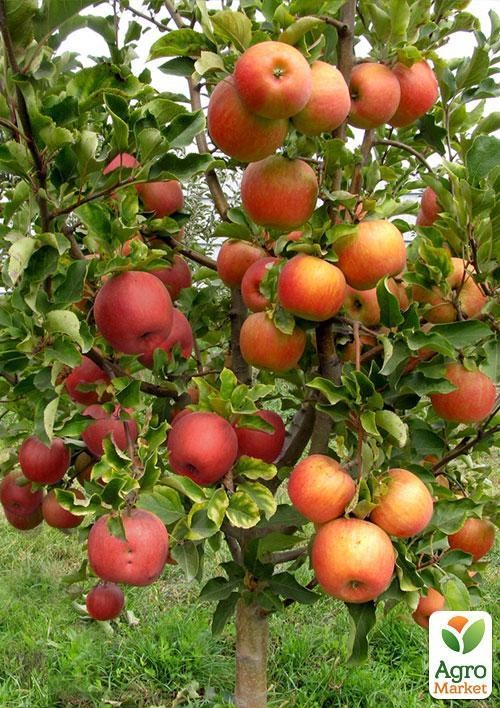 Ексклюзив! Дерево-сад Яблуня "Лігол + Чемпіон"
