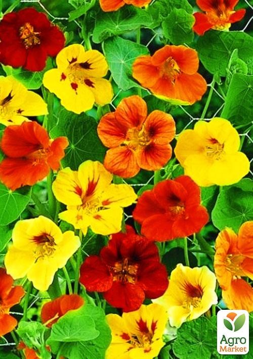 Настурция "Смесь окрасок" (в банке) ТМ "Весна Органик" 5г