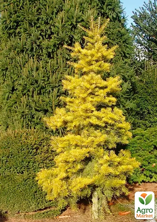 Ялиця одноколірна "Wintergold" С7.5, висота 60-70 см