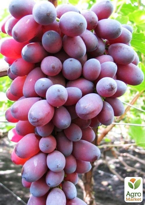 Виноград "Бастра" (кишмиш)