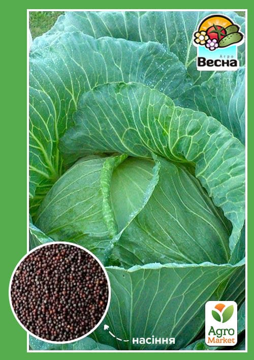 Капуста пізня "Ольга" ТМ "Весна" 0.5г