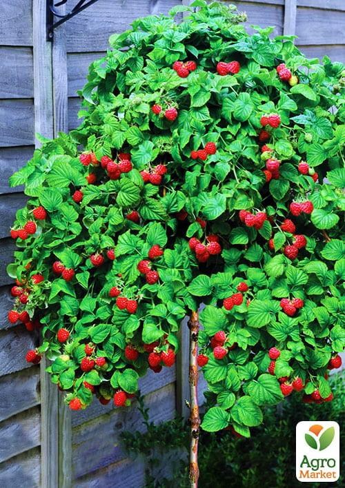 Малинове дерево "Атлант" (один з найкращих сортів в світі!)