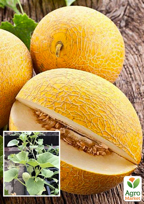Розсада Диня «Берегиня» (фермерське вирощування), 1шт в упаковці