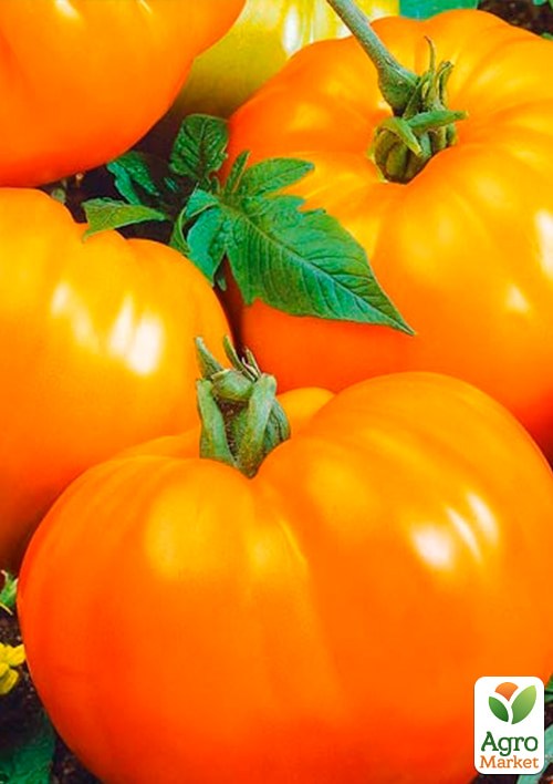 Томат "Микадо желтый" (Зипер) ТМ "Весна" 0.5г - фото 2