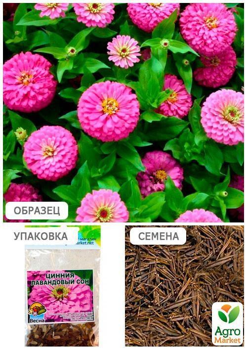Цинния "Лавандовый сон" (Зипер) ТМ "Весна" 2г - фото 4