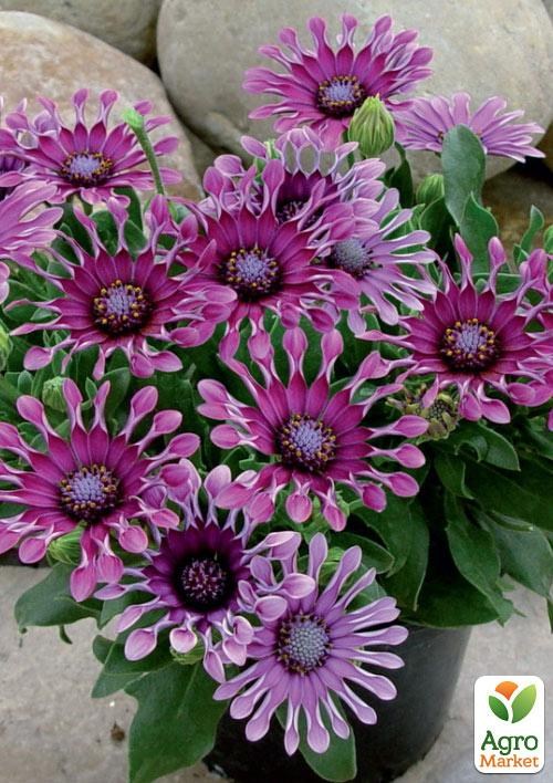 Остеоспермум "Spider Purple" (контейнер № 10, высота 10-20 см) - фото 2