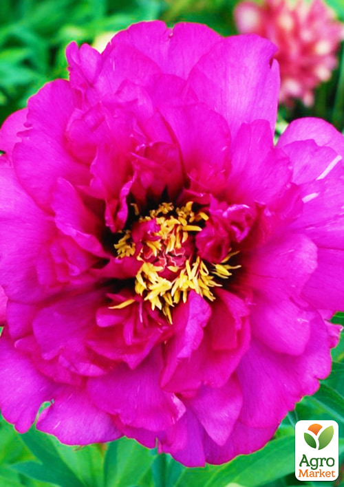 Півонія деревоподібна "Purple" Р9