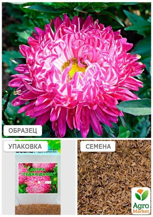 Айстра "Сива дама бордова" (Зипер) ТМ "Весна" 0,5г - фото 4