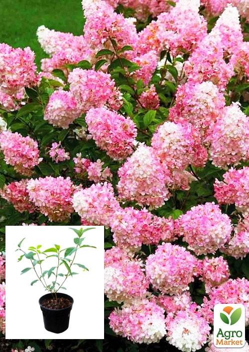 Гортензия 3-х летка метельчатая "Vanille Fraise"