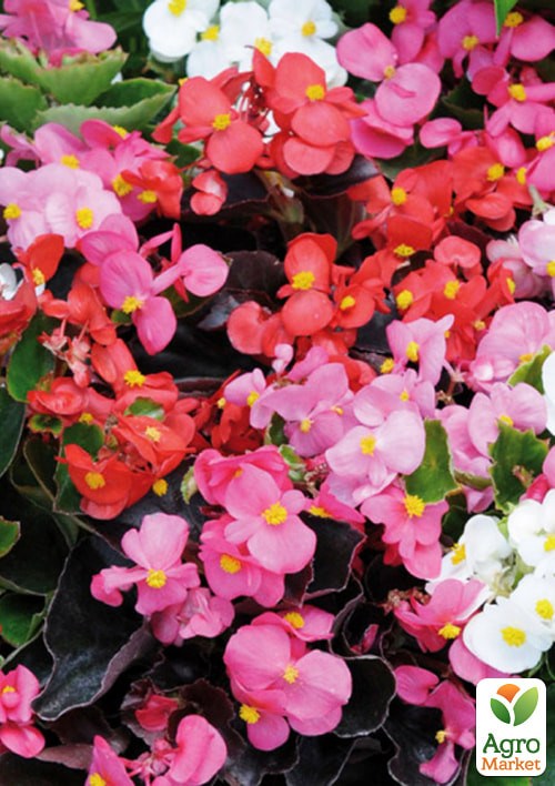 Бегония вечноцветущая "Император F1" смесь ТМ "Vesna Exclusive" 10шт
