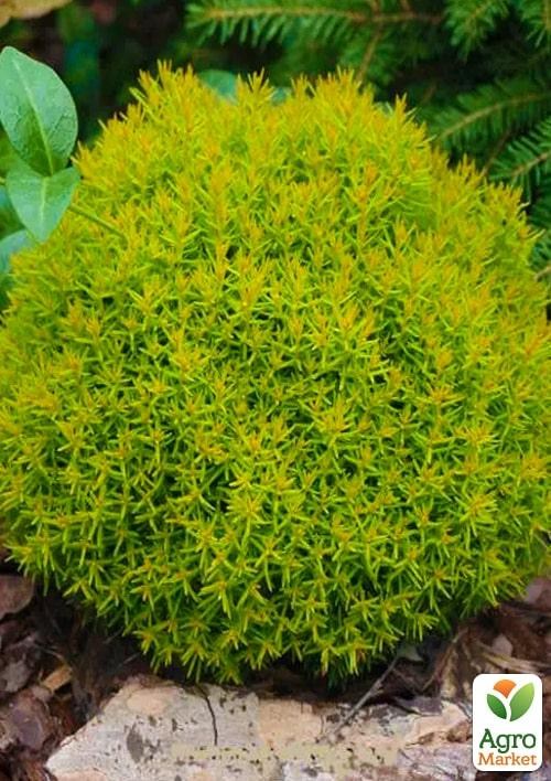 Туя западная "Anniek" вазон C2  высота 15-20см - фото 3