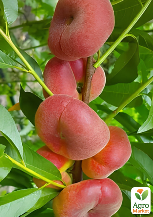 Персик колоновидный "Инжирный" укорененный в контейнере (саженец 2 года)