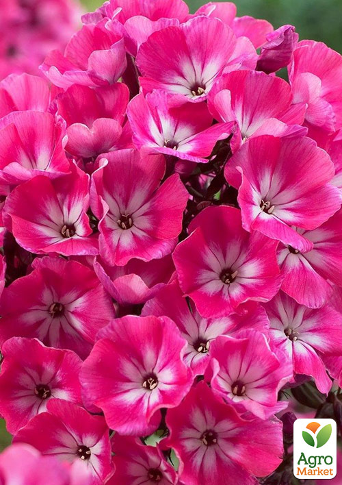 Флокс багаторічний "Alexandra"