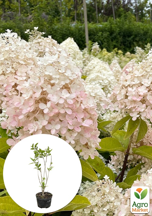 Гортензія 3-х річна волотиста "Magical Sweet Summer"