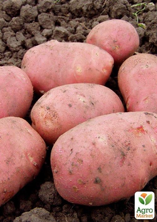 Насіннєвий рання картопля "Рози" (на пюре, 1 репродукція) 1кг - фото 2