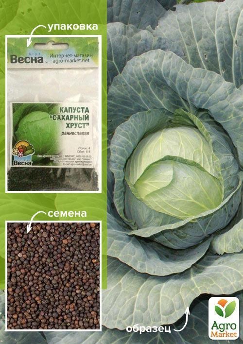 Капуста "Цукровий хрест" (Зипер) ТМ "Весна" 3г