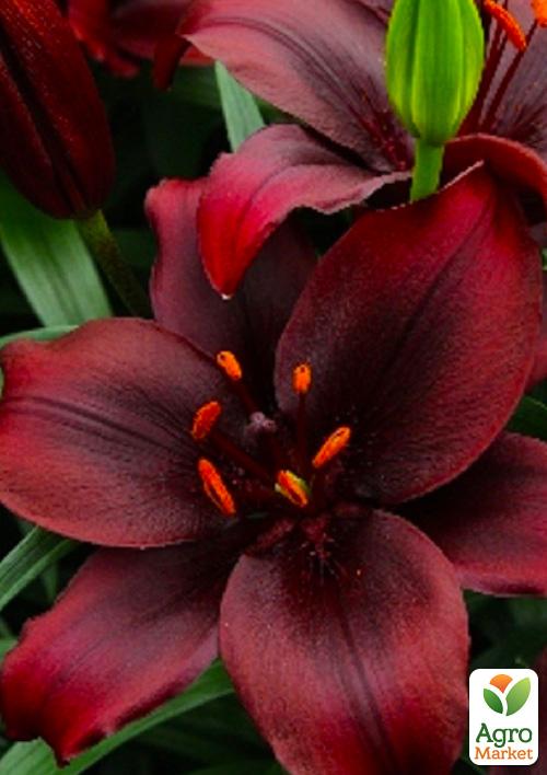 Лилия "Mapira" 1шт в упаковке