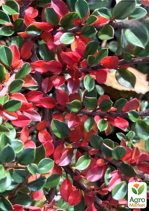 Кизильник горизонтальный крохотный "Perpusillus", С2 - фото 2