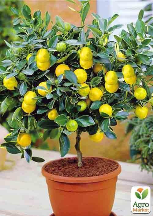 Лимон "Мейера"