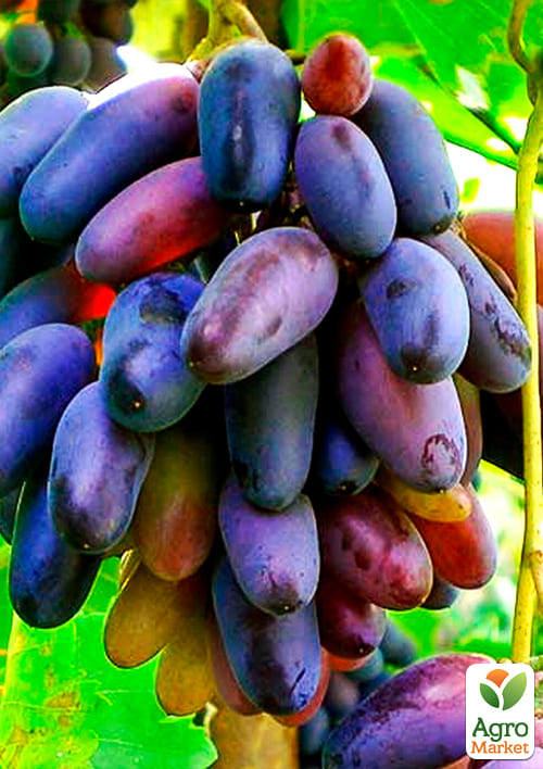 Виноград "Блэк Фингер" (кишмиш) - фото 2