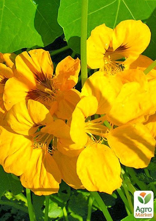 Настурція "Золотий блиск" (Зипер) ТМ "Весна" 2г - фото 4