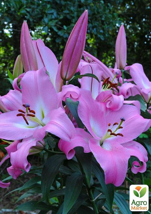 Лілія "Macerata"