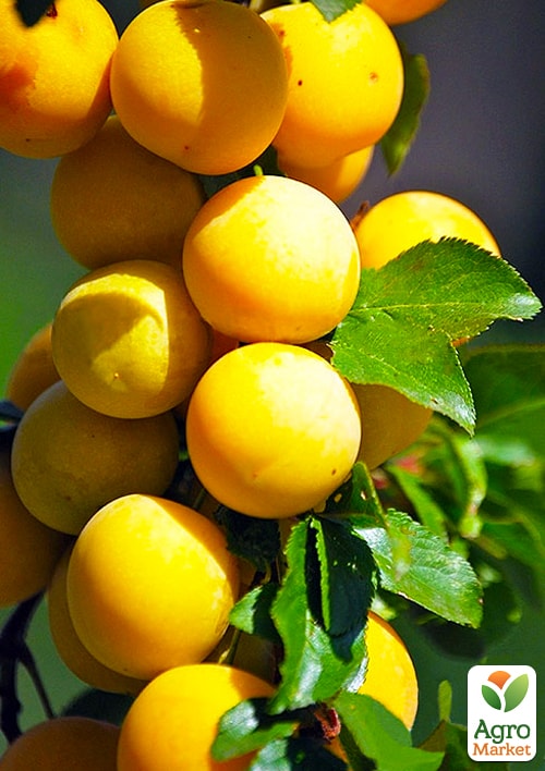 Слива колоновидная желтая медовая (летний сорт)