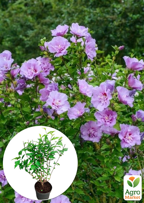 LMTD Гибискус махровый цветущий 3-х летний "Ardens" (50-70см)