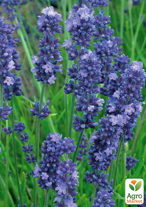 Лаванда Гібридна Sentivia "Blue Scent"
