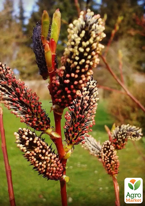 Ива тонкостолбиковая черная "Меланостахис" (Salix gracilistyla "Melanostachys") высота 25-40см