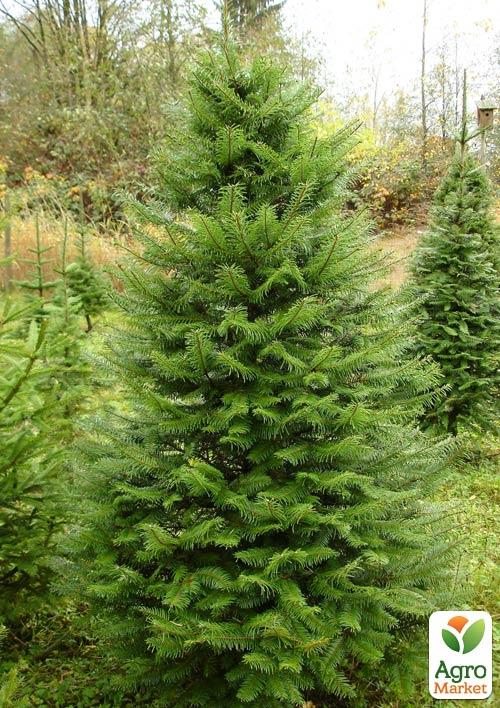 Псевдотсуга "Мензиса" (Menziesii) горшок P9